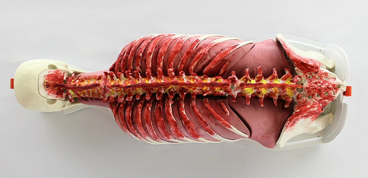 Full length spine on the RealSpine Full Modular