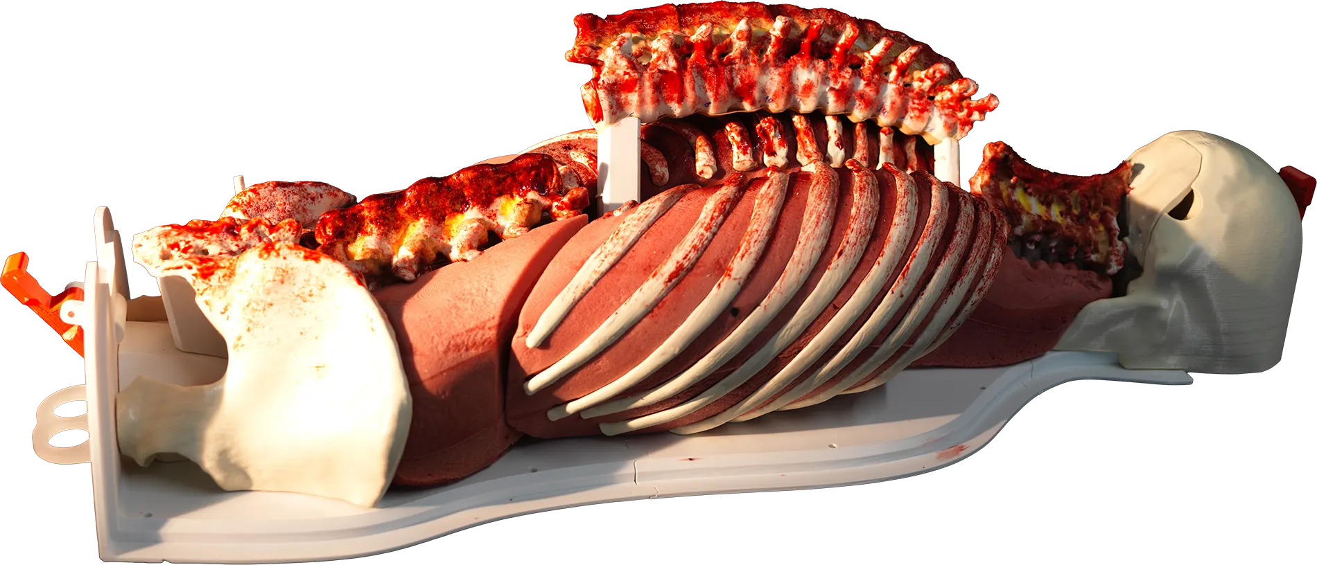RealSpine Full Modular spine model, occiput to sacrum